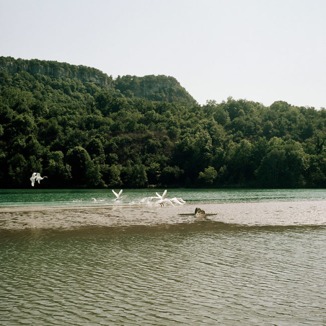 Swans fly over the river Rhone