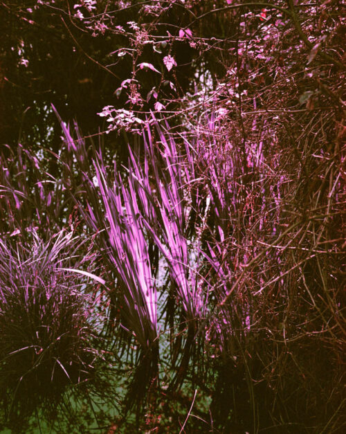 gnedellec tirage photo pink jungle